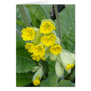 Cartão Placa Flores do Cowslip