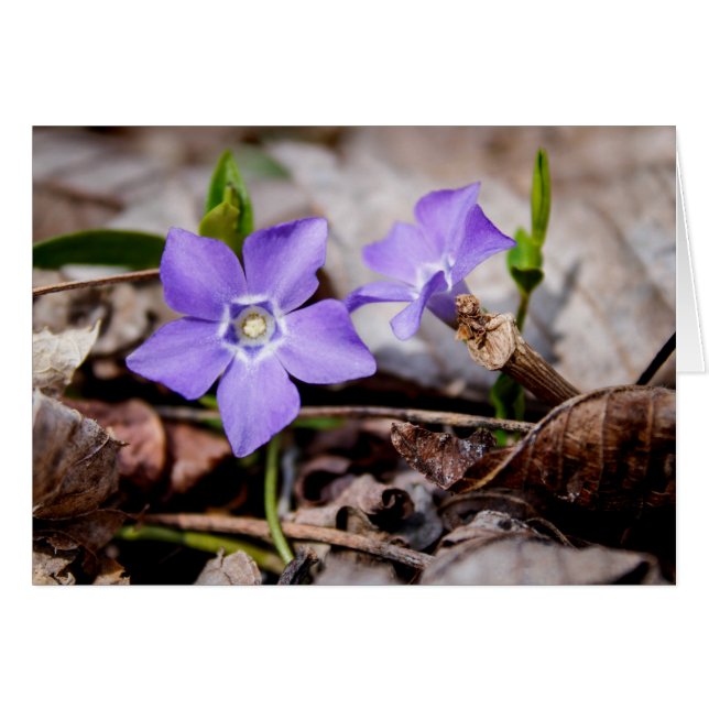 Cartão Placa Flores Roxo (Frente Horizontal)