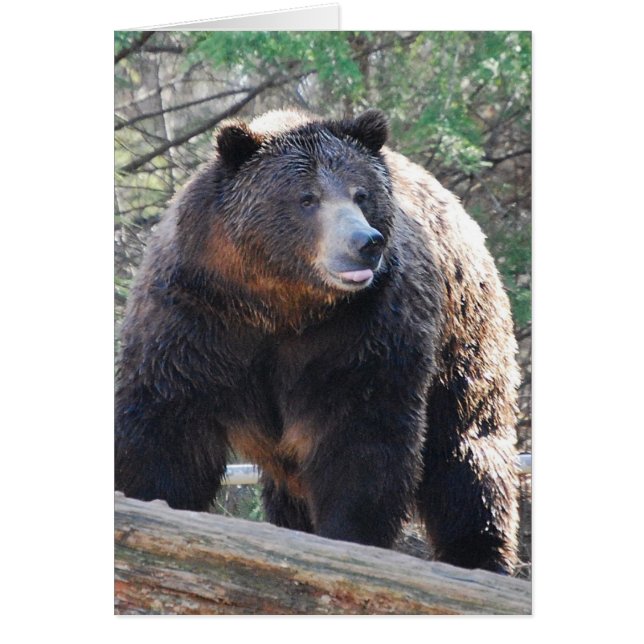 Cartão Placa frontal (Frente)