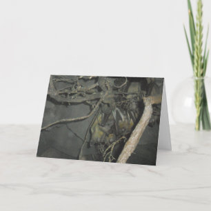 Cartão Placa "Fruta Bats" Hallowe'en