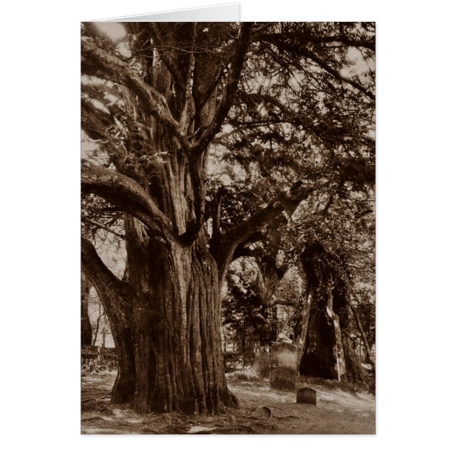 CARTÃO PLACA GENEALOGIA, PROJETADA PARA COMPARTILHAR A HI (Frente)