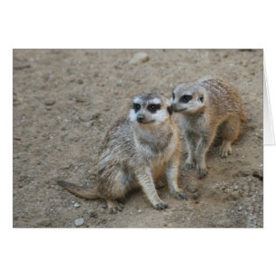 Cartão Placa Gossip