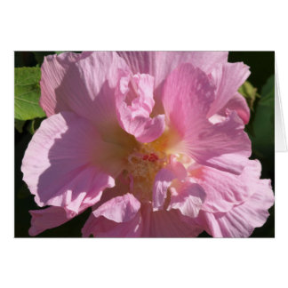 Cartão Placa Hibiscus Rosa 5X7
