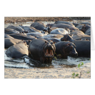 Cartão Placa Hippo - dentro Vazio