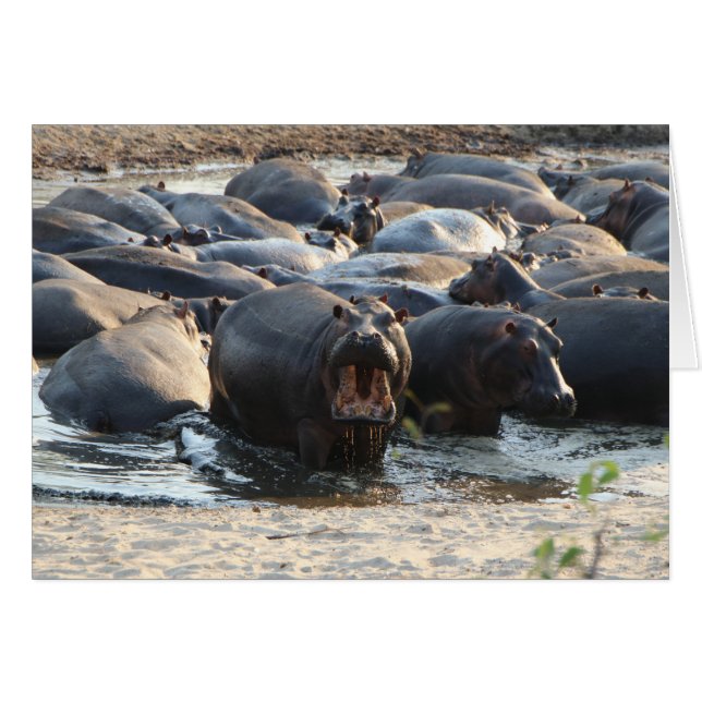 Cartão Placa Hippo - dentro Vazio (Frente Horizontal)