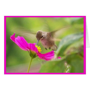 Cartão Placa Hummingbird