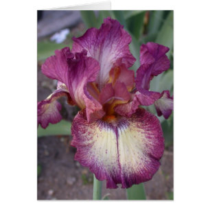 Cartão Placa Iris "Estrela Inocente" - Vazio