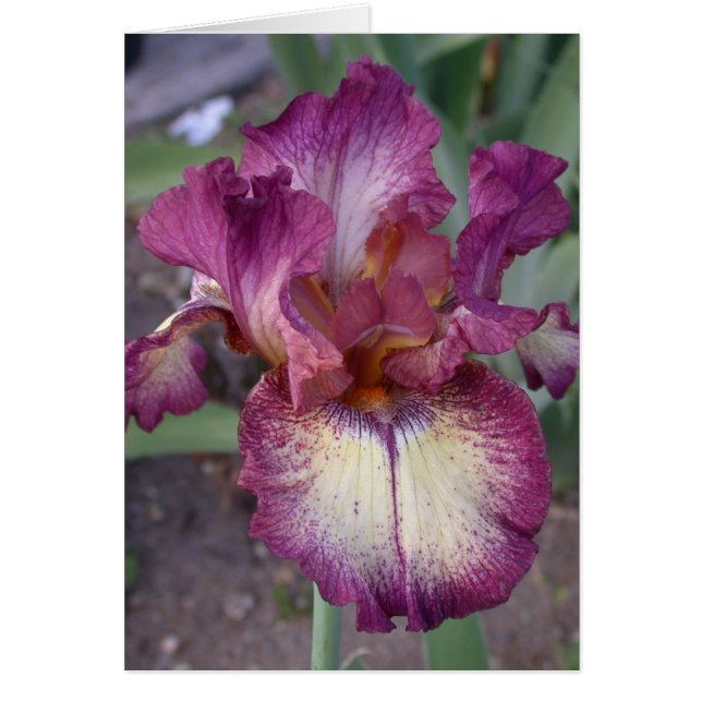 Cartão Placa Iris "Estrela Inocente" - Vazio (Frente)