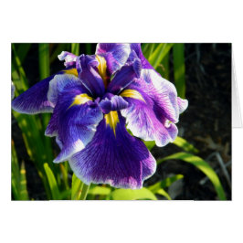 Cartão Placa Iris Puro