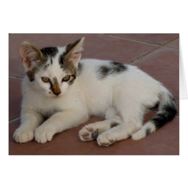 Cartão Placa Kitten (Frente Horizontal)