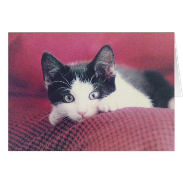 Cartão Placa Kitten (Frente horizontal)