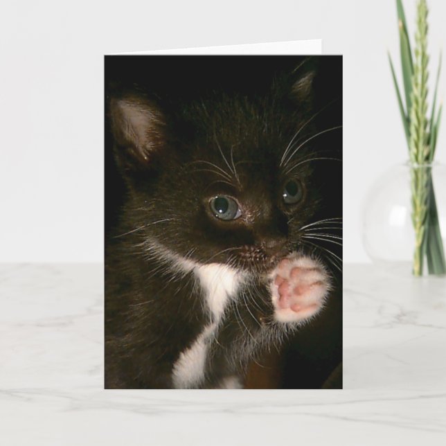 Cartão Placa Kitten (Frente)