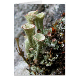 Cartão Placa Lichens