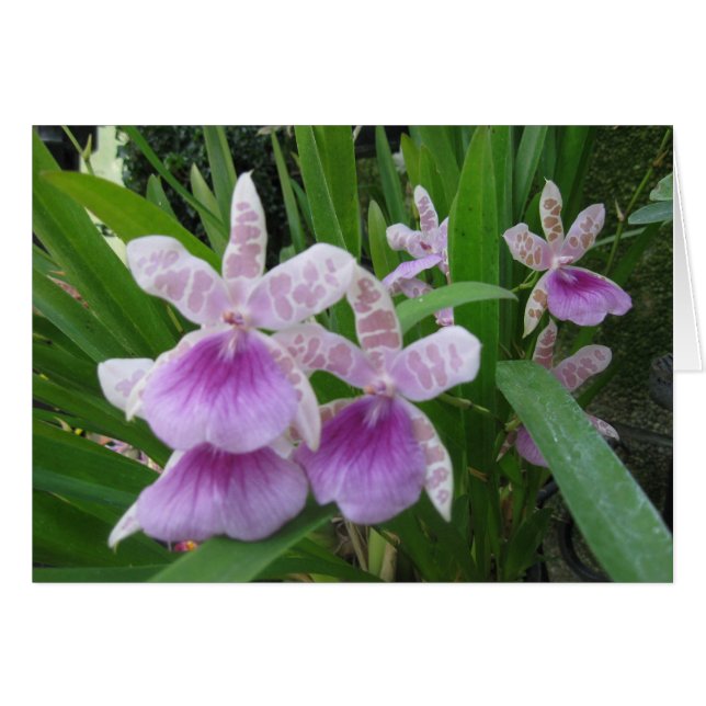 Cartão Placa Lilac e White Orchids (Frente Horizontal)