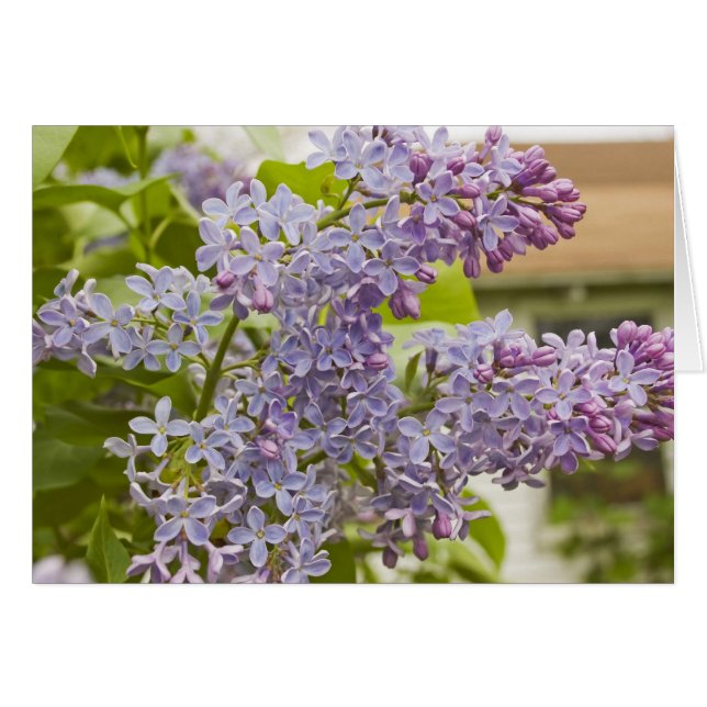 Cartão Placa Lilacs (Frente Horizontal)