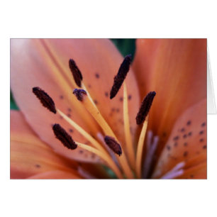 Cartão Placa Lily Tiger