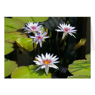 Cartão Placa Líquida de Lotus Branca