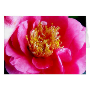 Cartão Placa Macro de Gardenia Rosa