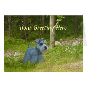 Cartão Placa Miniatura Schnauzer