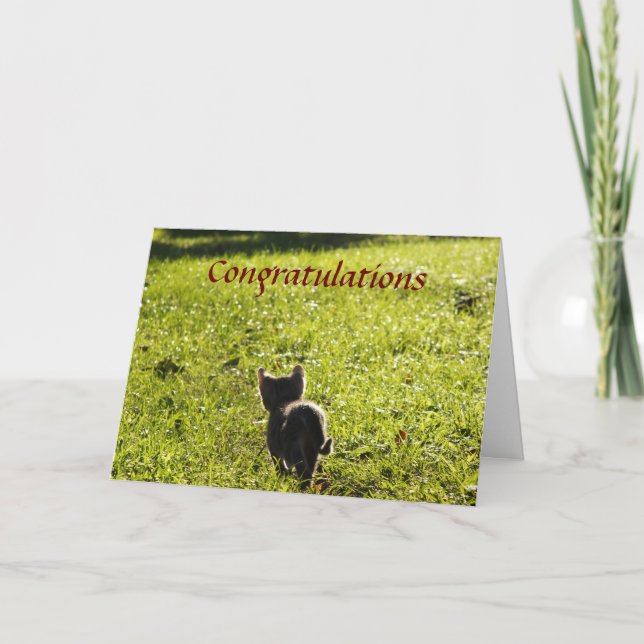 Cartão Placa Multi-Purpose De Little Kitten (Frente)