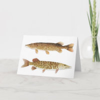Placa Muskie & Pike