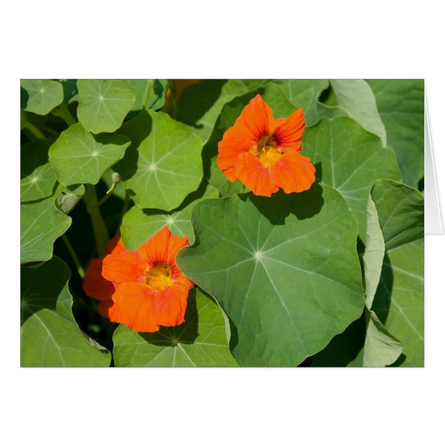 Cartão Placa Nasturtium Laranja (Frente Horizontal)
