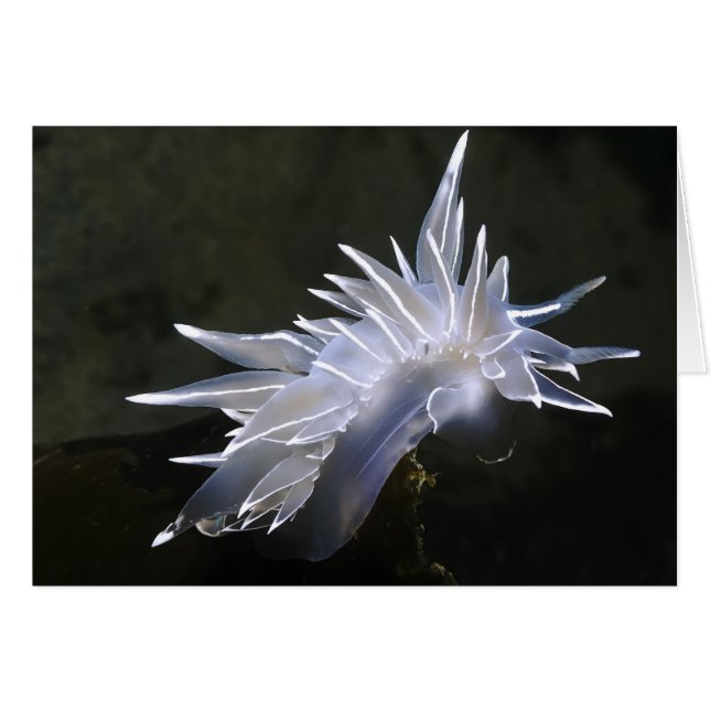 Cartão Placa Nudibranch de Alabaster (Frente Horizontal)