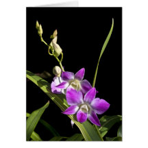 Placa Orchid