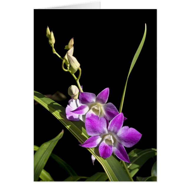 Cartão Placa Orchid (Frente)