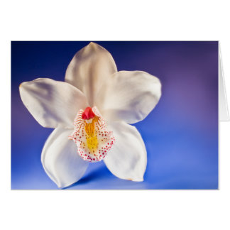 Cartão Placa Orchid Any Day