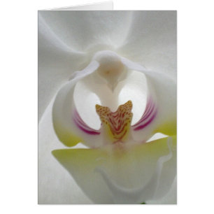Cartão Placa Orquídea branca