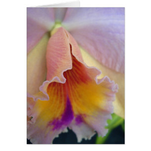 Cartão Placa Orquídea Cattleya