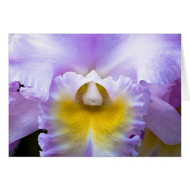 Cartão Placa Orquídea Cattleya (Frente Horizontal)