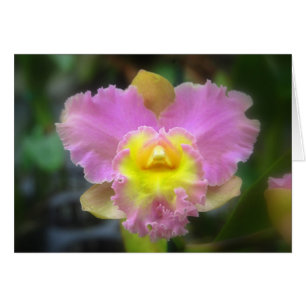 Cartão Placa Orquídea Rosa Cattleya