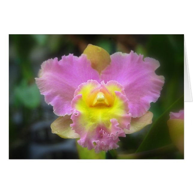Cartão Placa Orquídea Rosa Cattleya (Frente Horizontal)