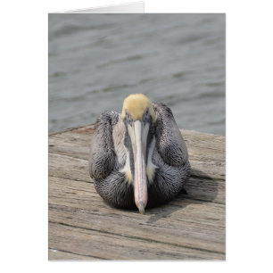 Cartão Placa Pelican