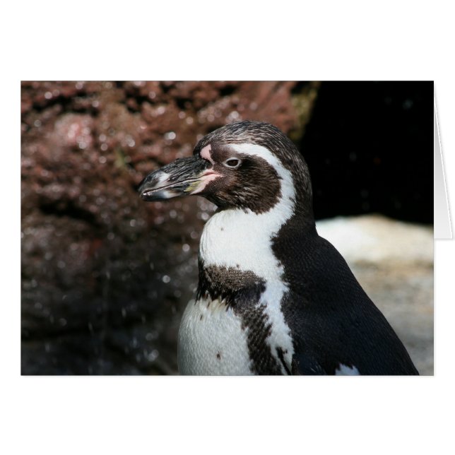 Cartão Placa Penguin (Frente Horizontal)