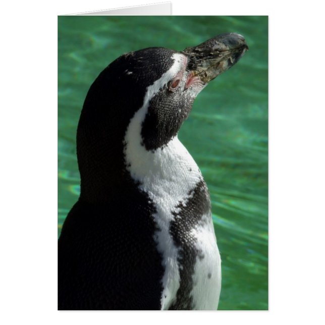Cartão Placa Penguin (Frente)