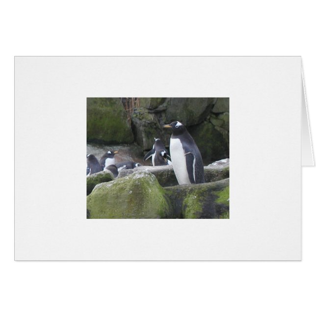 Cartão Placa Penguin do vazio (Frente Horizontal)