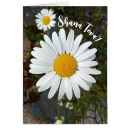Cartão Placa Perky White Daisy Flower Rosh Hashanah