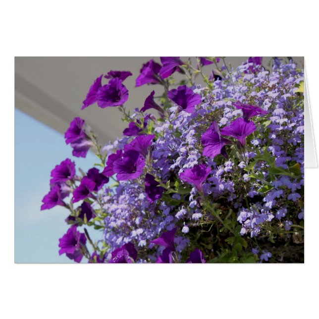 Cartão Placa Petunias Roxo 5x7 (Frente Horizontal)