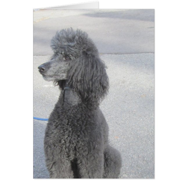 Cartão Placa Poodle Preta (Frente)