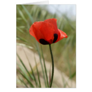 Cartão Placa Poppy Selvagem
