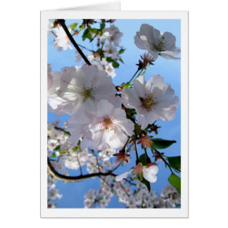 Cartão Placa primavera Blossoms