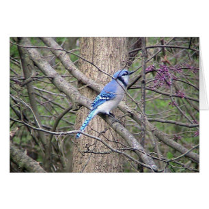 Cartão Placa primavera Blue Jay