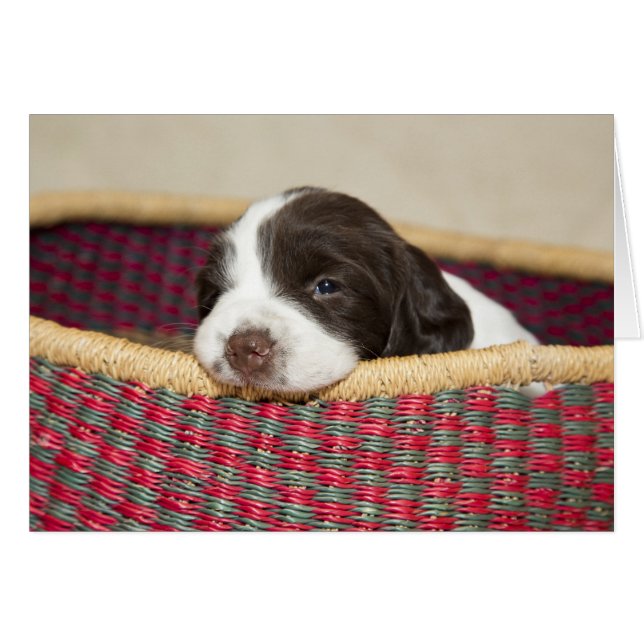 Cartão Placa puppy do espanhol Tiny Springer (Frente Horizontal)