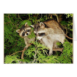 Cartão Placa Raccoons de dia de as mães