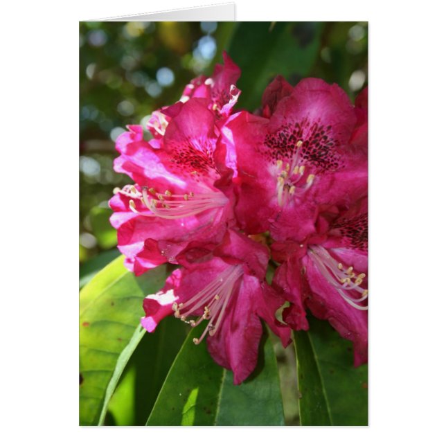 Cartão Placa Rhododendrons (Frente)