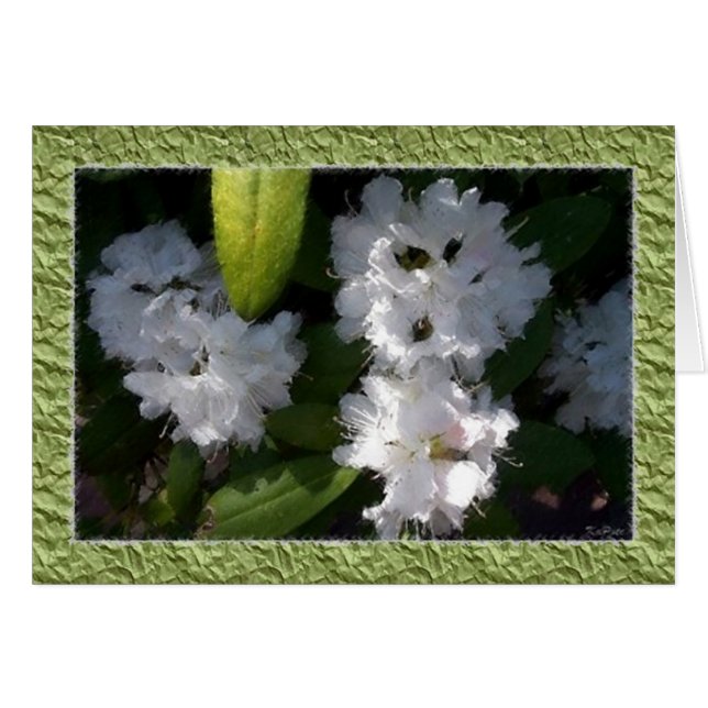 Cartão Placa Rhododendrus Branca (Frente Horizontal)