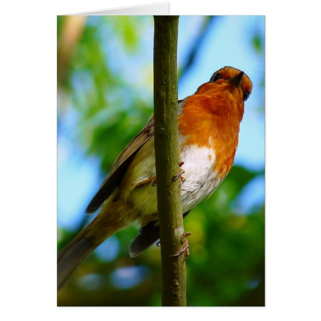 CARTÃO PLACA ROBIN (Frente)